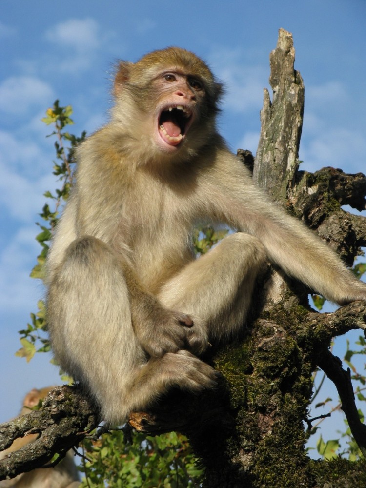 Barbary Macaques (Macaca sylvanus)