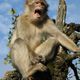 Barbary Macaques (Macaca sylvanus)