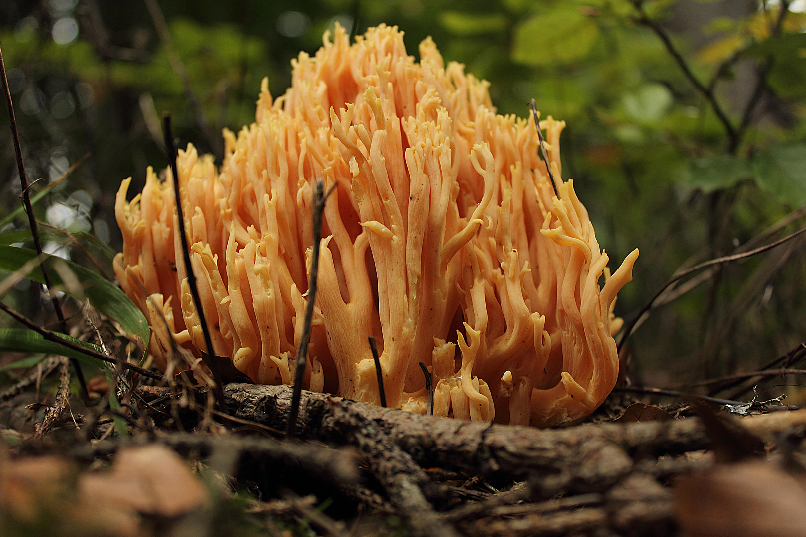 Barbe de chevre (champignon)