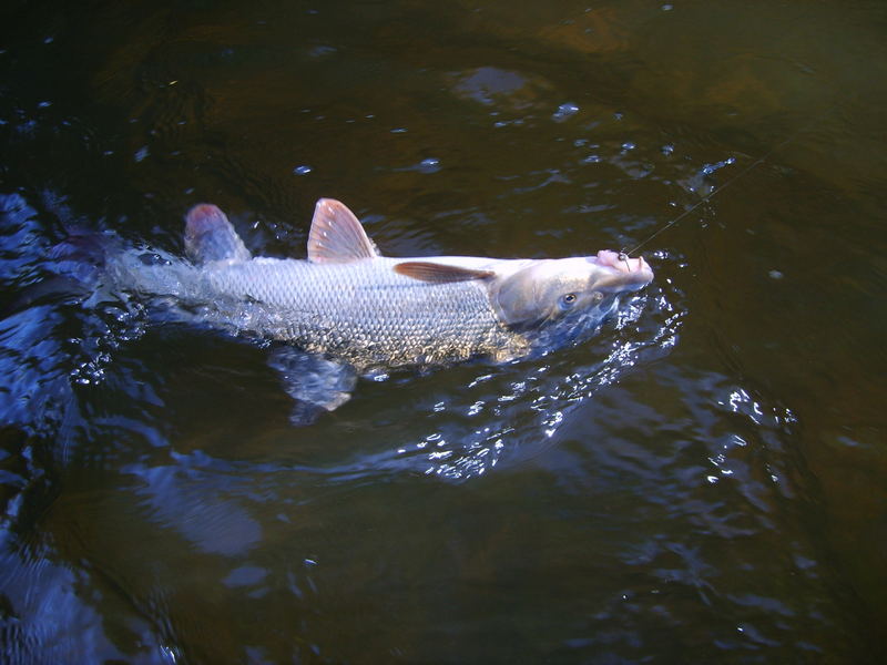 Barbe im Drill Foto & Bild sport, angeln fliegenfischen, motive