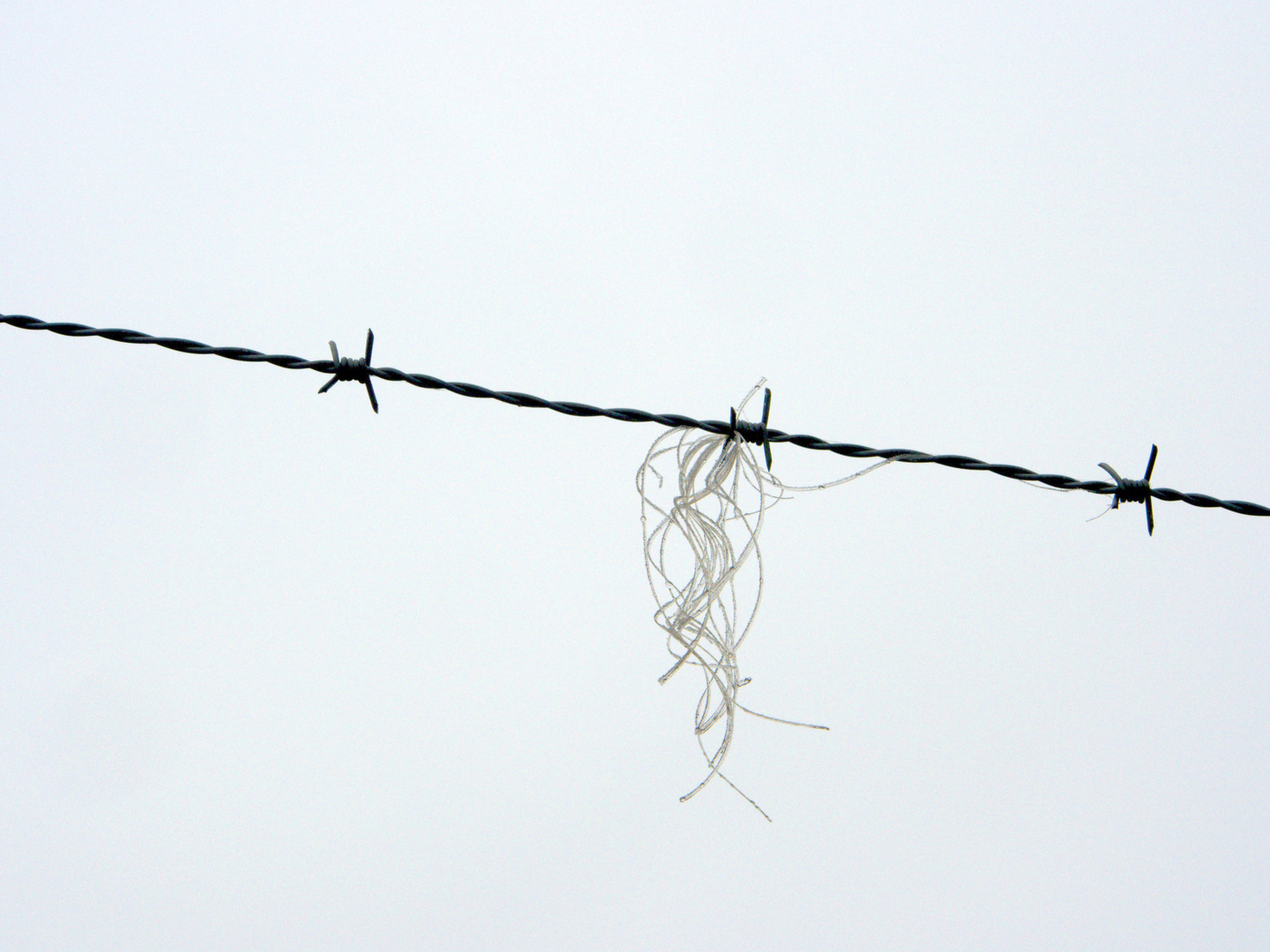 barbed wire 1