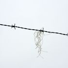 barbed wire 1