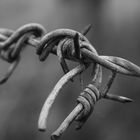 barbed wire