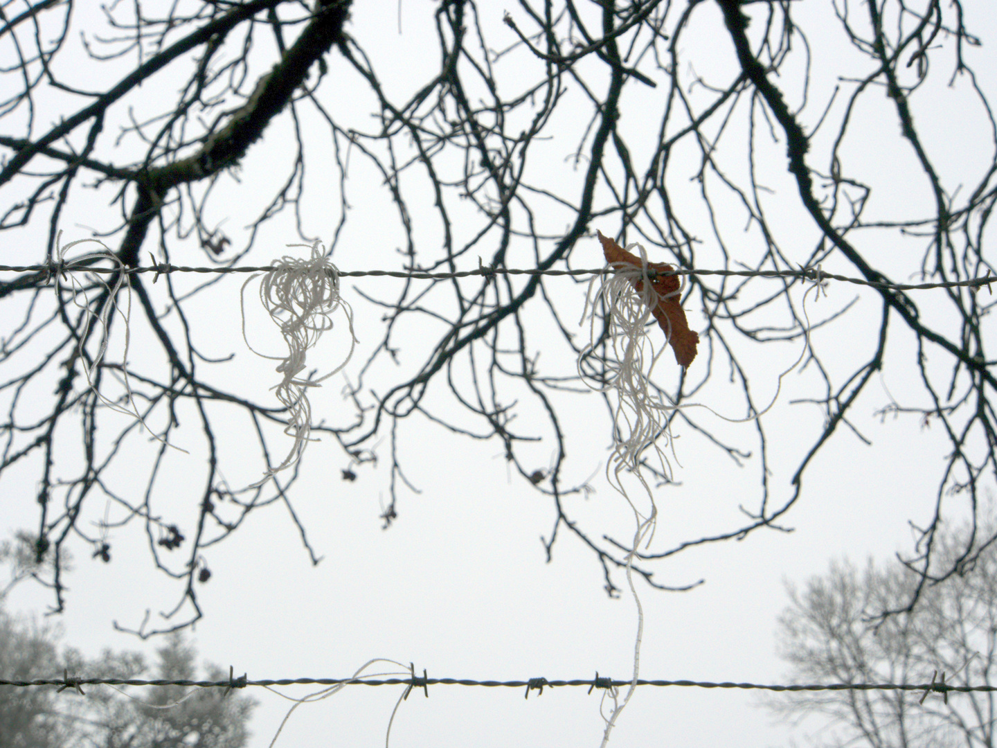 barbed wire 2