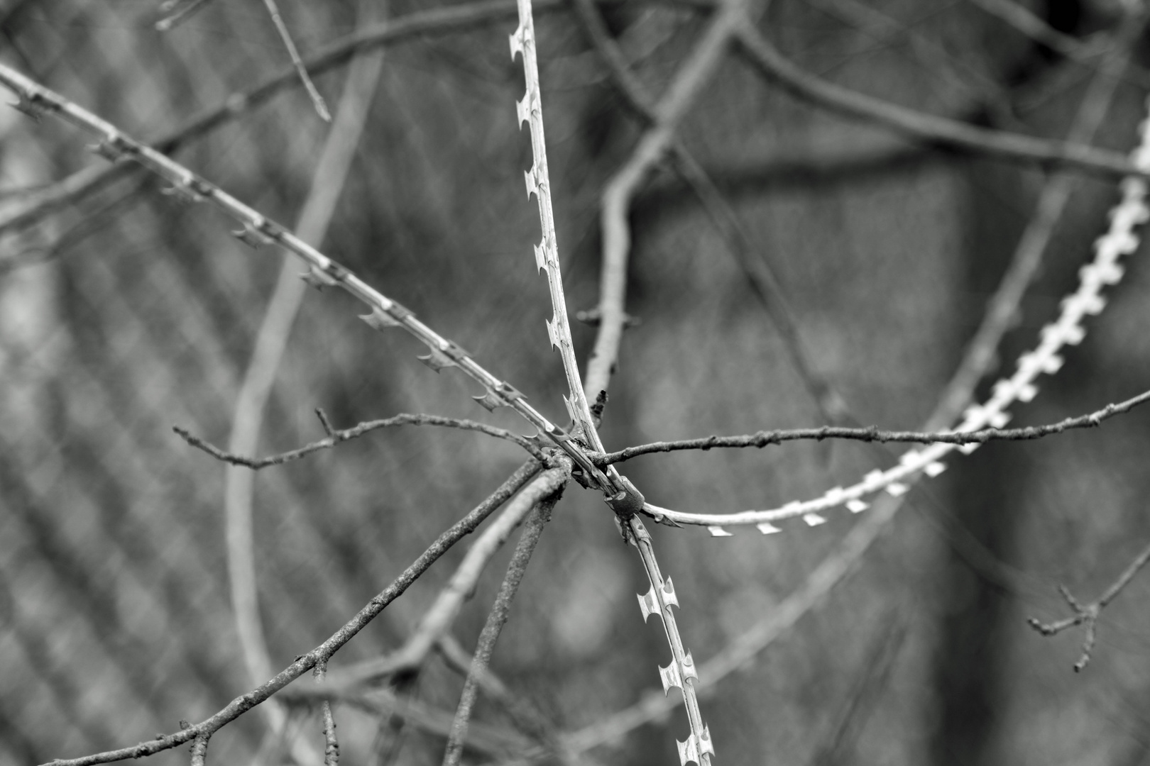 barbed wire 3