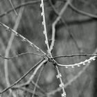 barbed wire 3