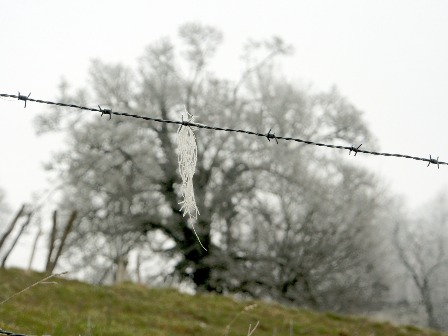 barbed wire 3