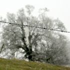 barbed wire 3