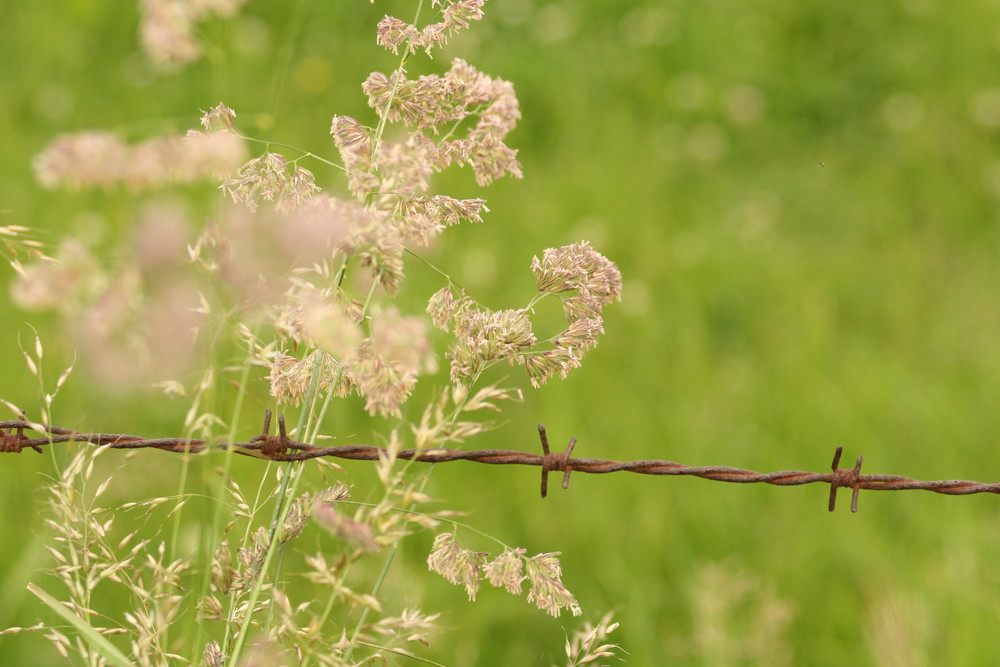 Barbed wire