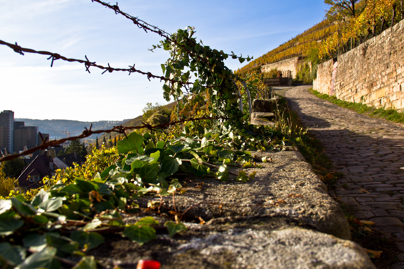 barbed wire