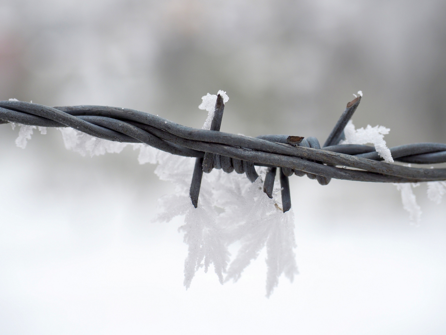 barbed wire 4