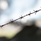 barbed wire