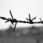 Barbed Wire