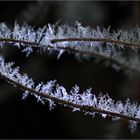 Barbed Wire