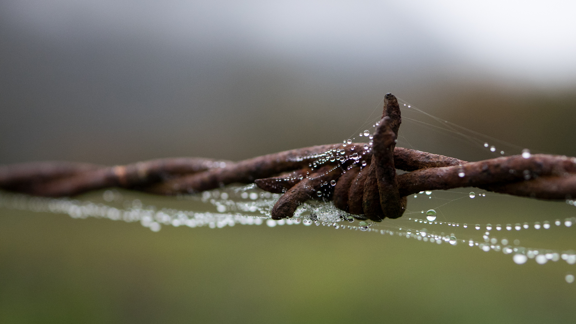 barbed wire