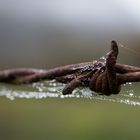 barbed wire