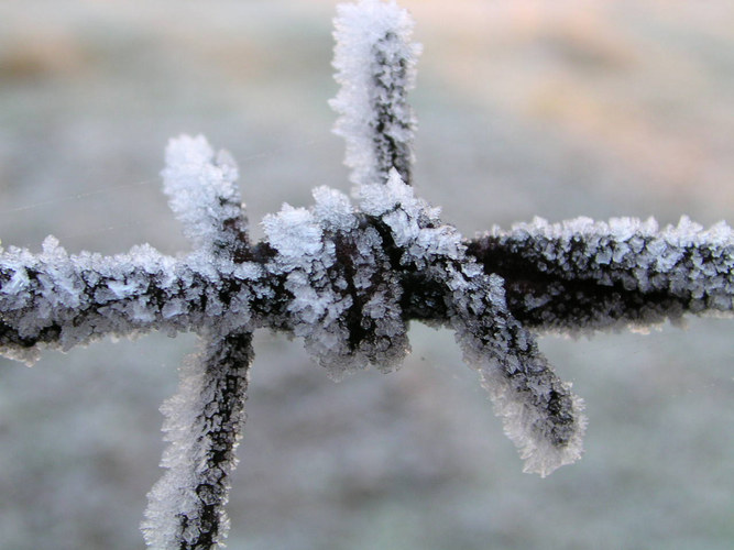 barbed wire...