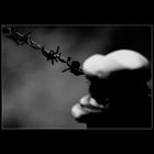 barbed wire