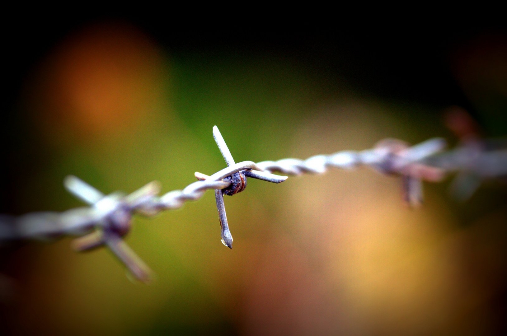 barbed wire