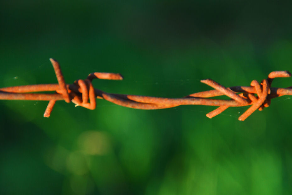 Barbed Wire