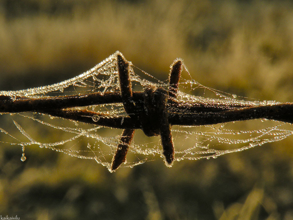 Barbed Wire, cobwebs and dew drops