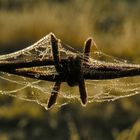 Barbed Wire, cobwebs and dew drops