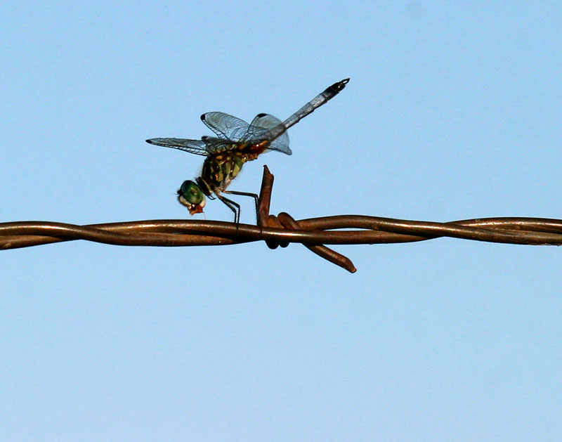 Barbed Wire Dragonfly