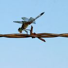 Barbed Wire Dragonfly