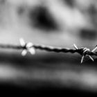 barbed wire