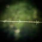 Barbed Wire