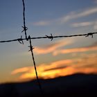 barbed wire