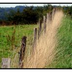 barbed wire fence