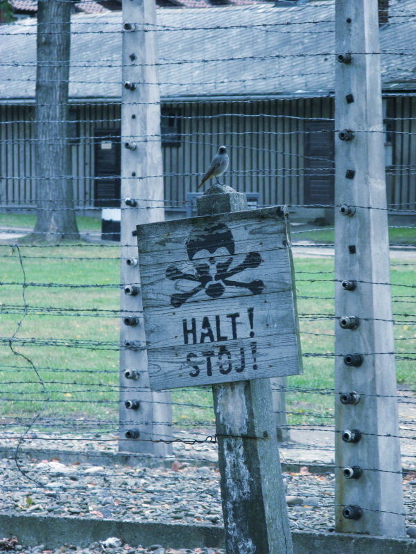 barbed wire freedom.