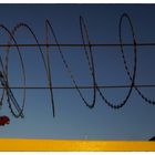 Barbed Wire_01