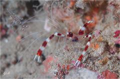 Barber shop shrimp