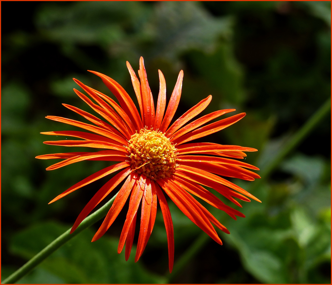 Barberton Daisy