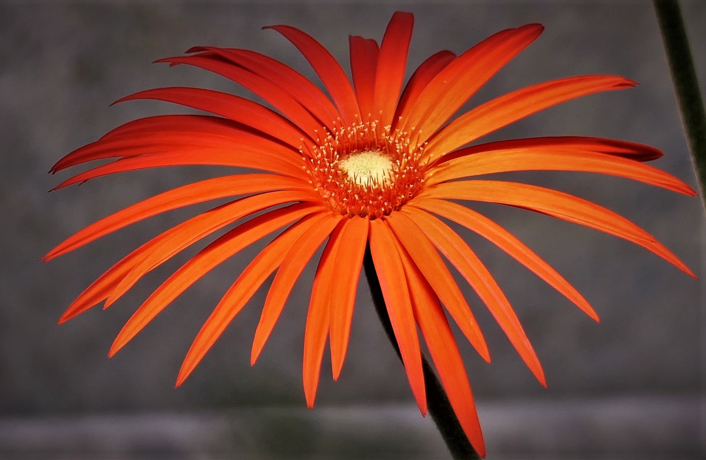 Barberton Gerbera...