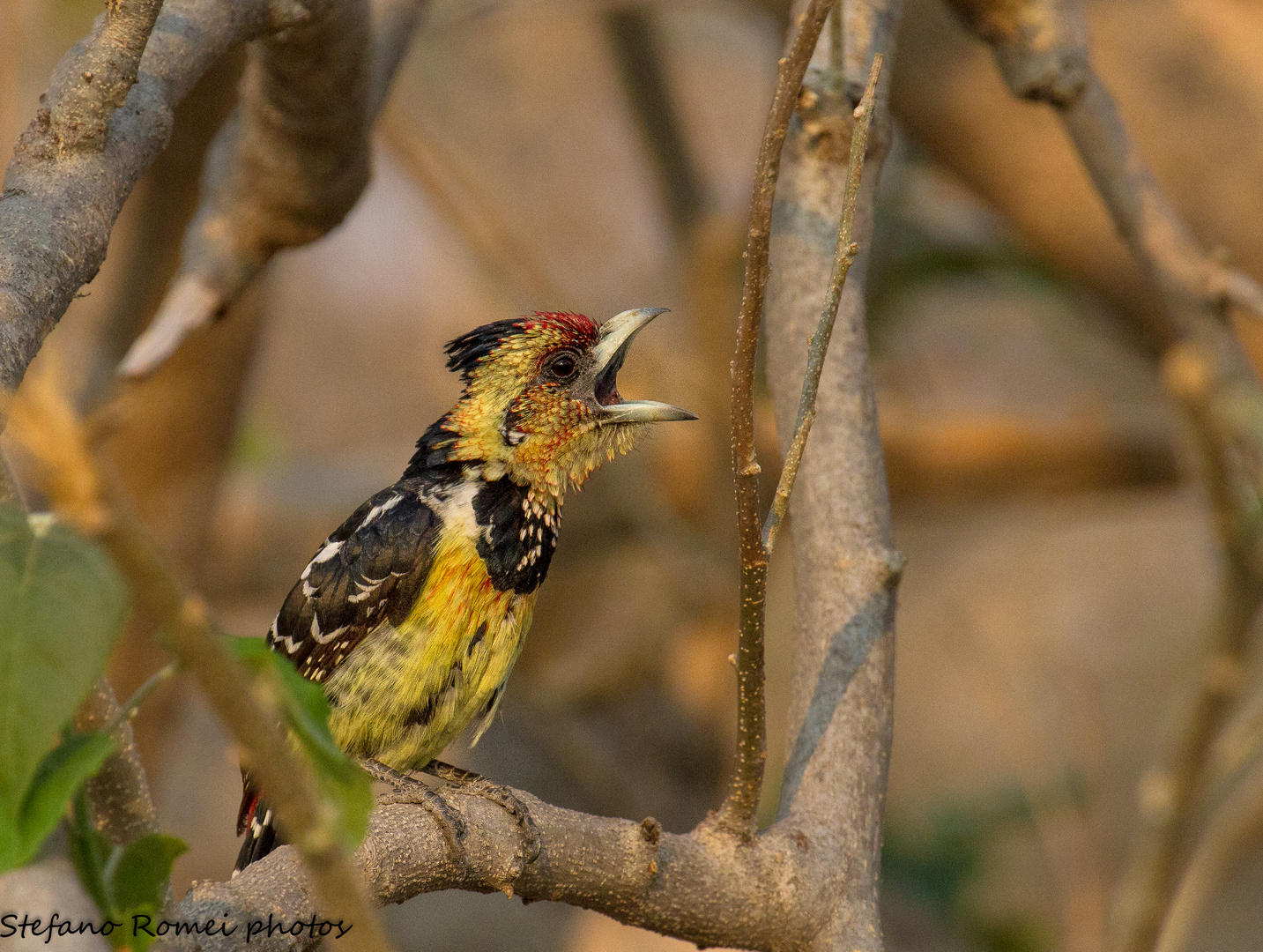 barbet below the flash