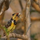 barbet below the flash