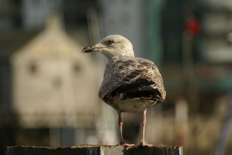 barbican bird