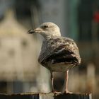 barbican bird