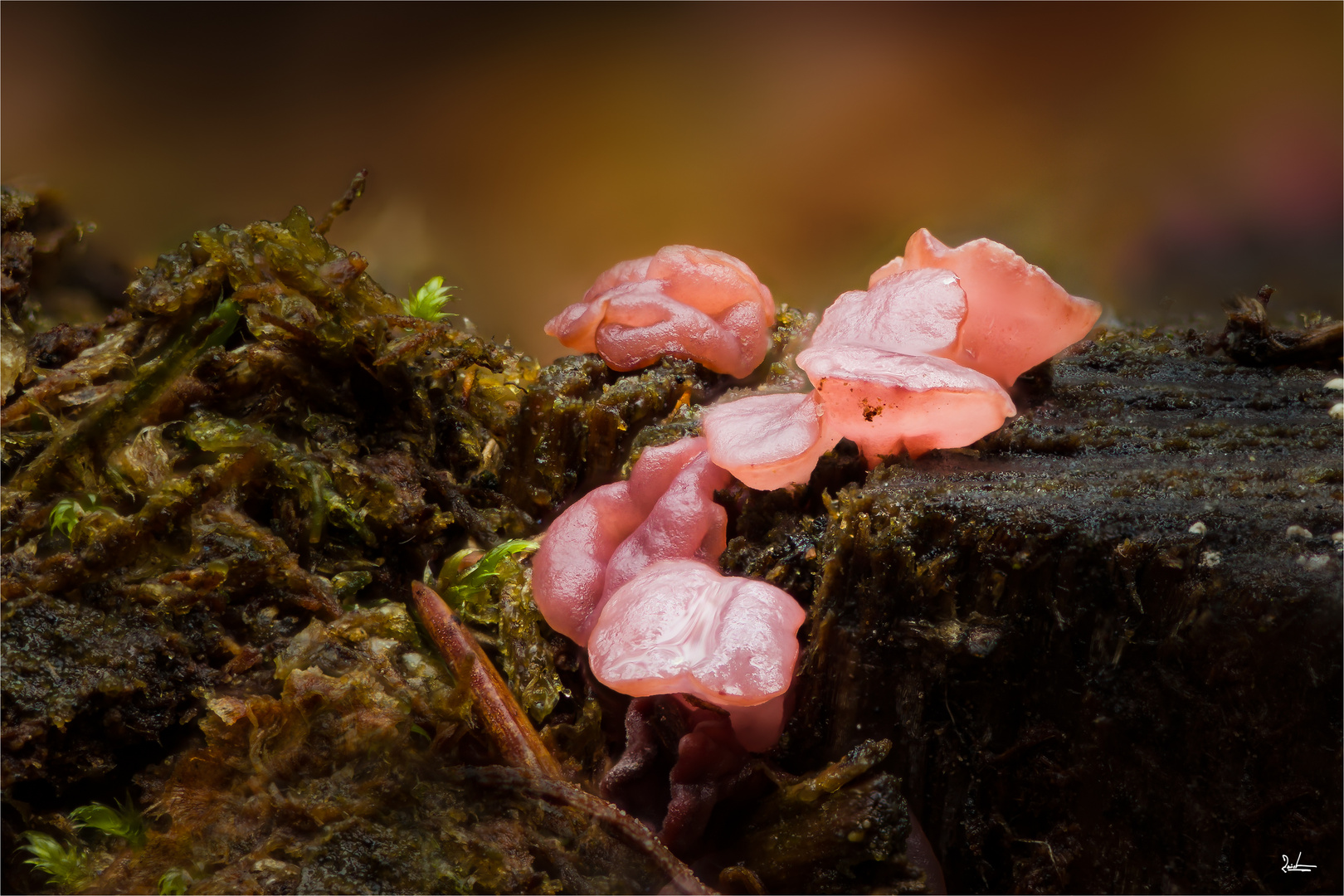 Barbies Traum, ganz in Rosa