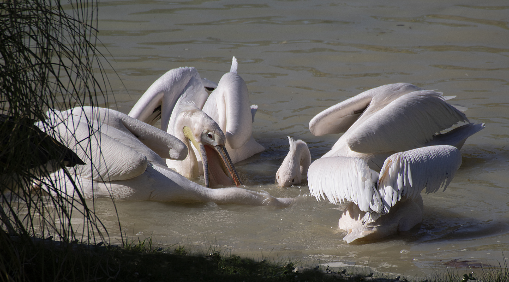 Barbotage à quatre (Pelecanus onocrotalus, pélican blanc)