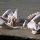 Barbotage à quatre (Pelecanus onocrotalus, pélican blanc)