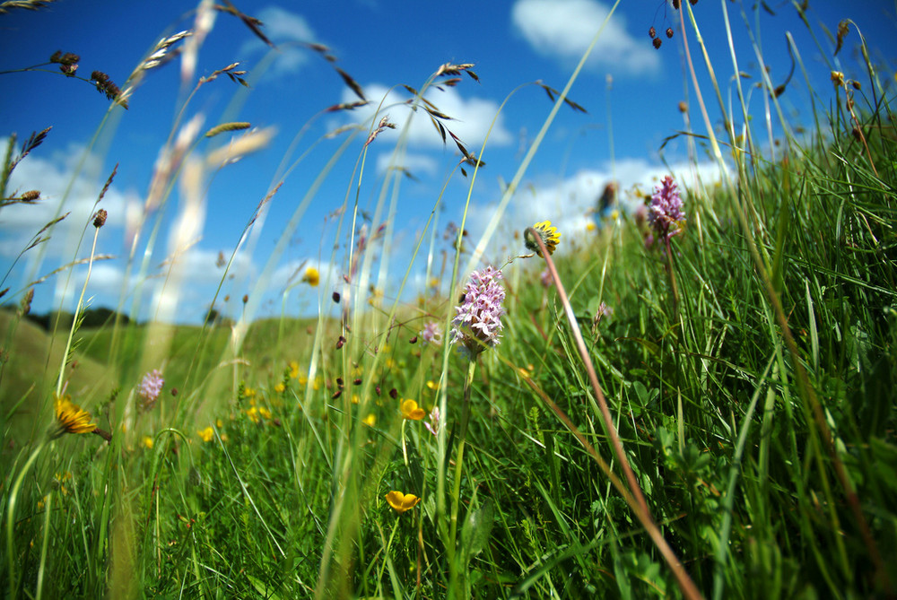 Barbury Flora