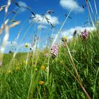 Barbury Flora