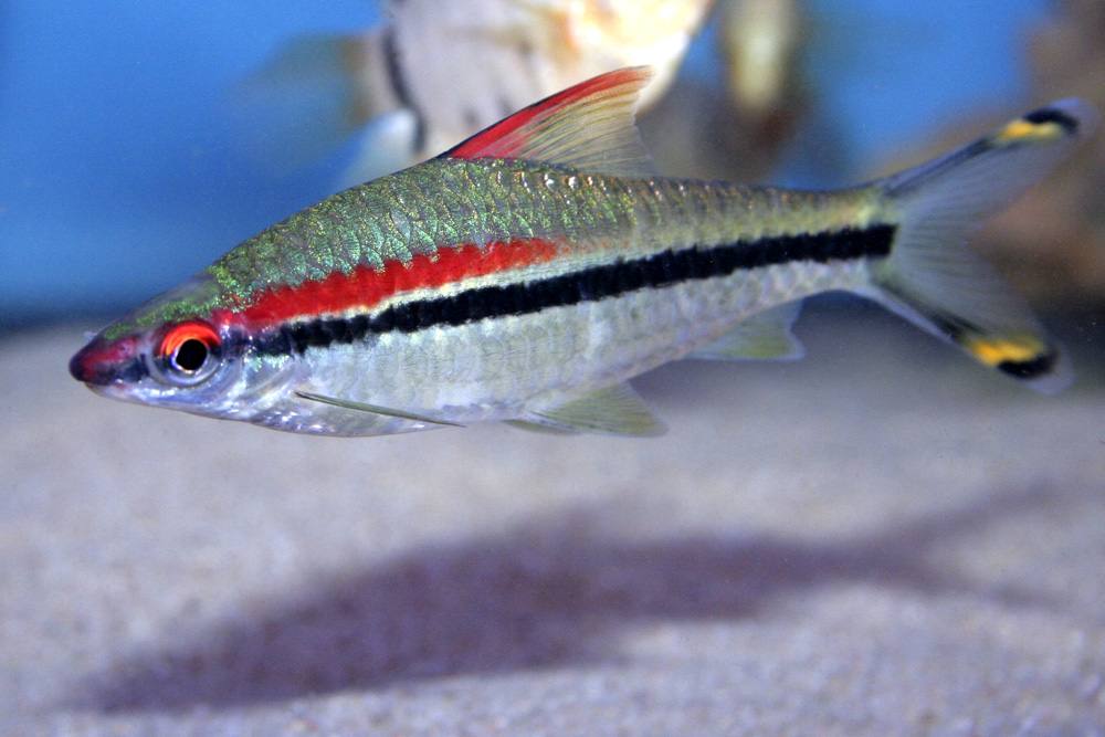 Barbus denisonii Foto & Bild tiere, haustiere, aquaristik Bilder auf