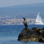 BARCA A VELA......O CORMORANO?