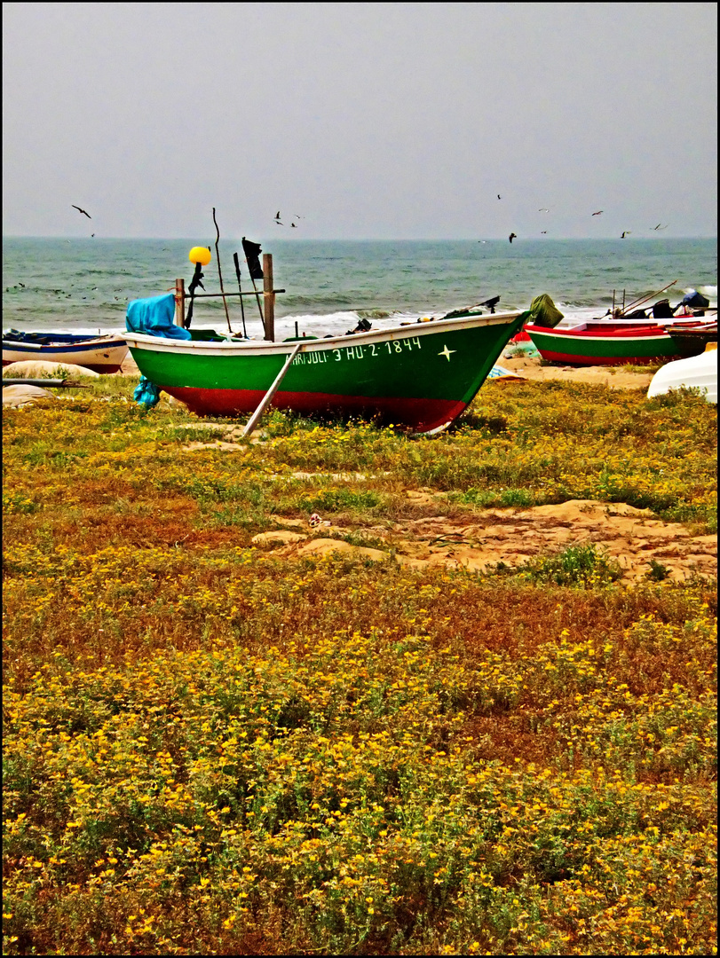 Barca entre flores