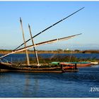 BARCAS DEL PALMAR